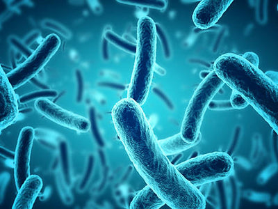 Hidden Bacteria