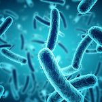 Hidden Bacteria